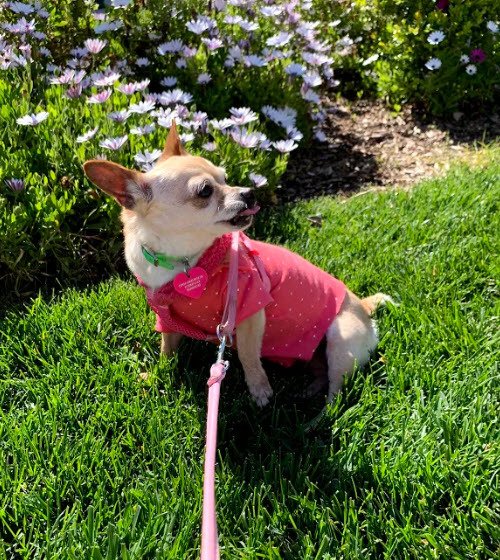 Leah, a Adoptable Chihuahua in Imperial Beach, CA image 3/10