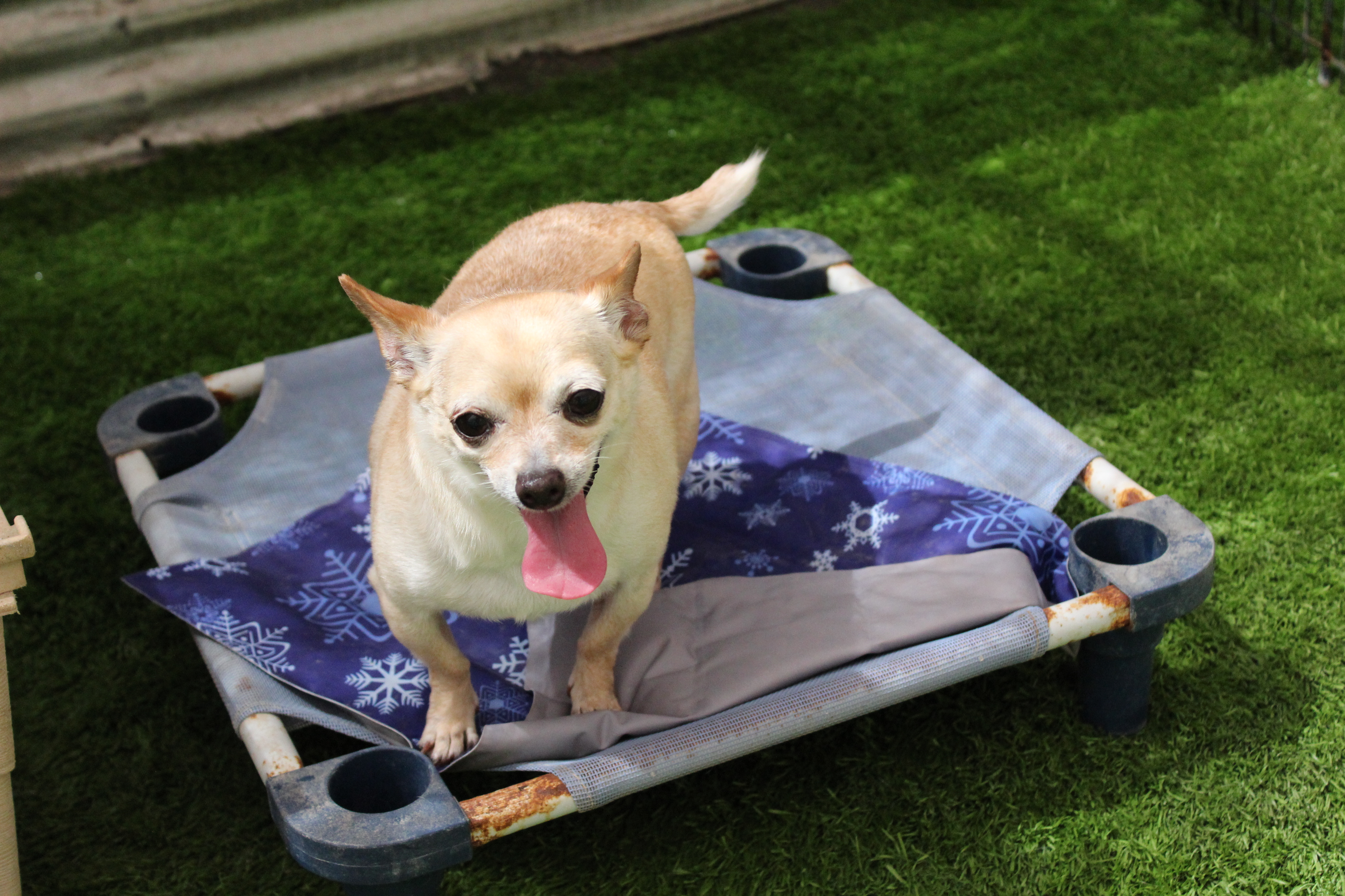 Leah, a Adoptable Chihuahua in Imperial Beach, CA image 4/10