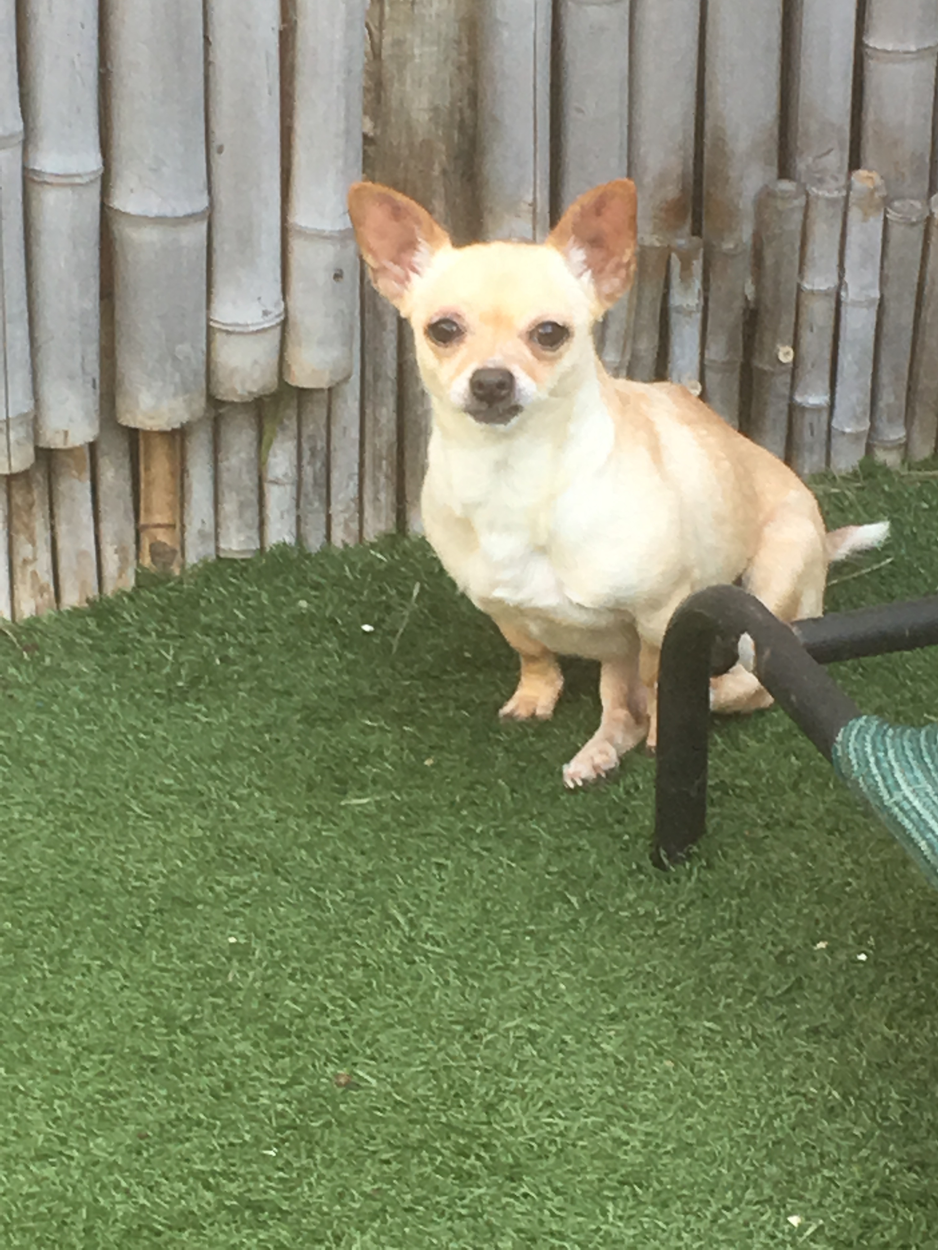 Leah, a Adoptable Chihuahua in Imperial Beach, CA image 5/10