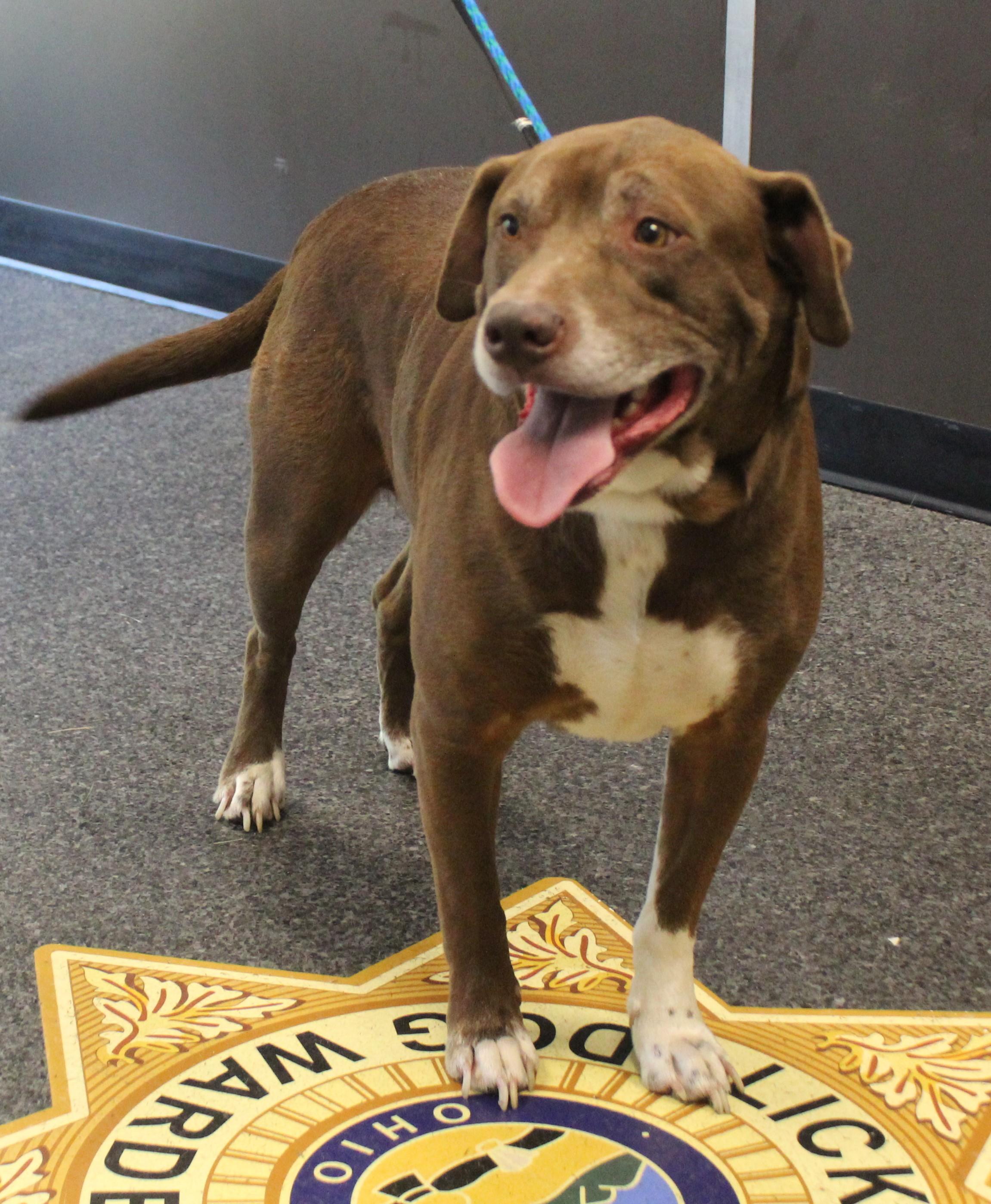 Enlarge Keith (11815), a ADOPTABLE mixed breed in Heath, OH image 2/2