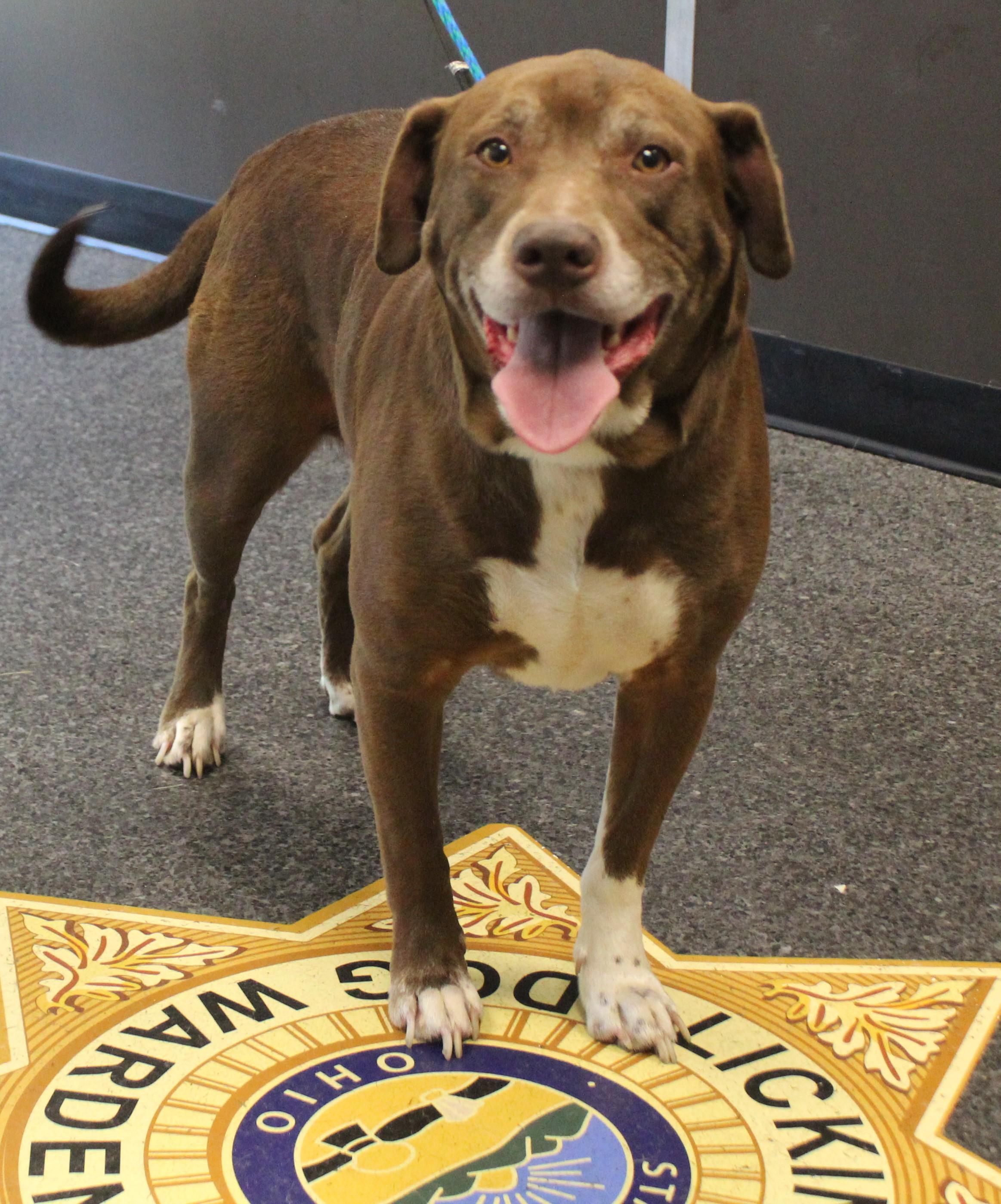 Enlarge Keith (11815), a ADOPTABLE mixed breed in Heath, OH image 1/2