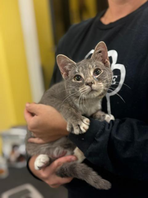 Enlarge Willow, an adopted Domestic Short Hair in Racine, WI image 4/6