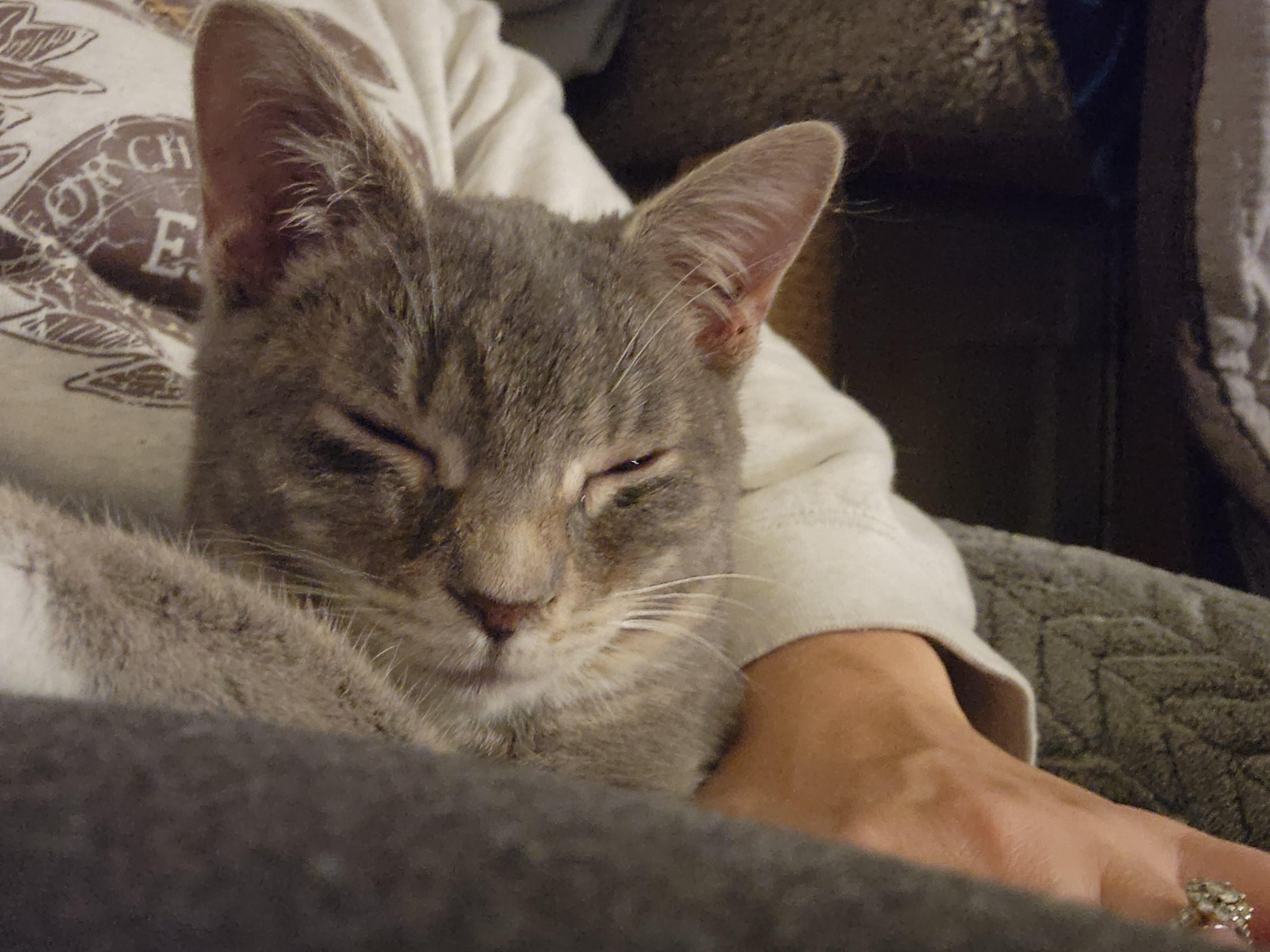 Enlarge Willow, an adopted Domestic Short Hair in Racine, WI image 2/6