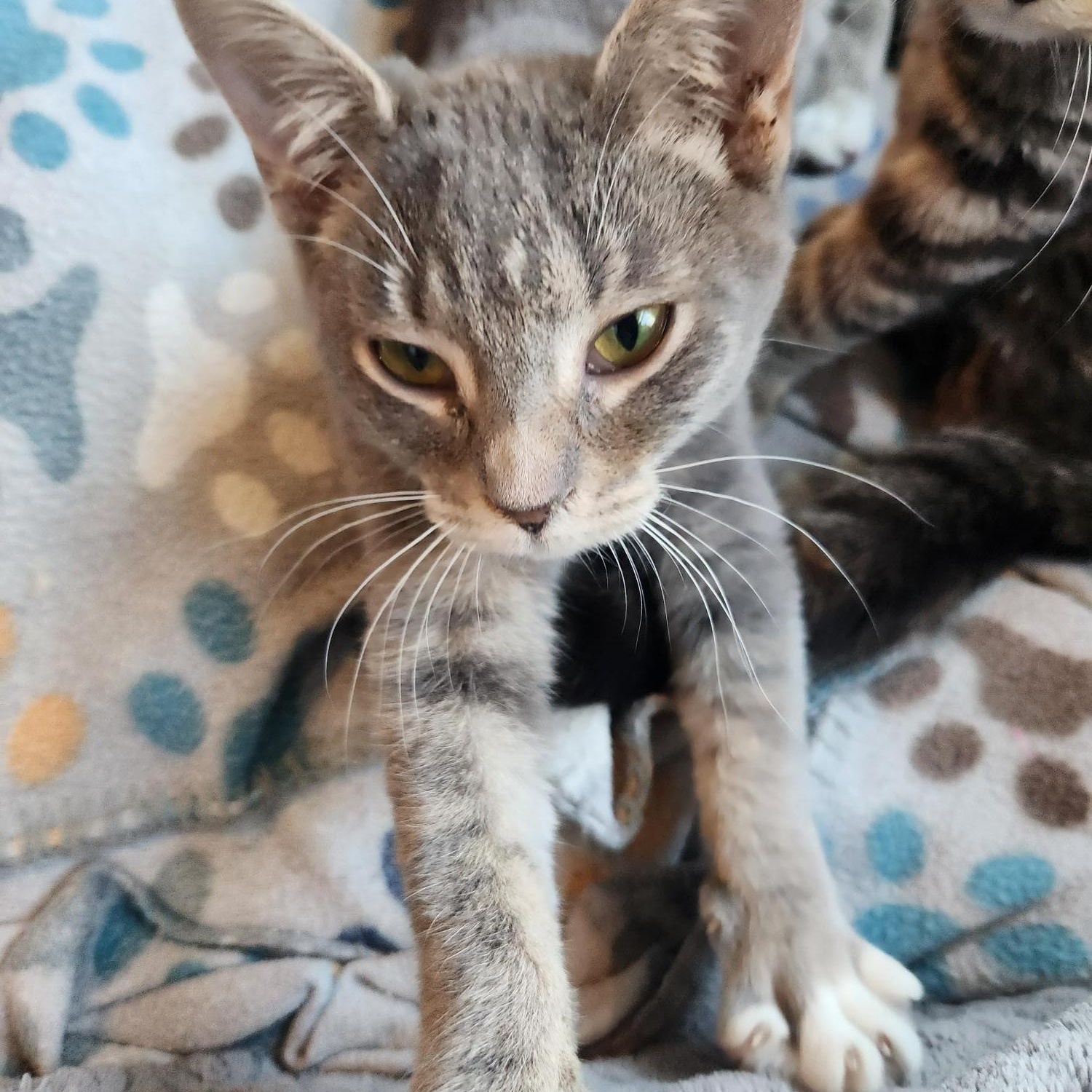 Enlarge Willow, an adopted Domestic Short Hair in Racine, WI image 3/6