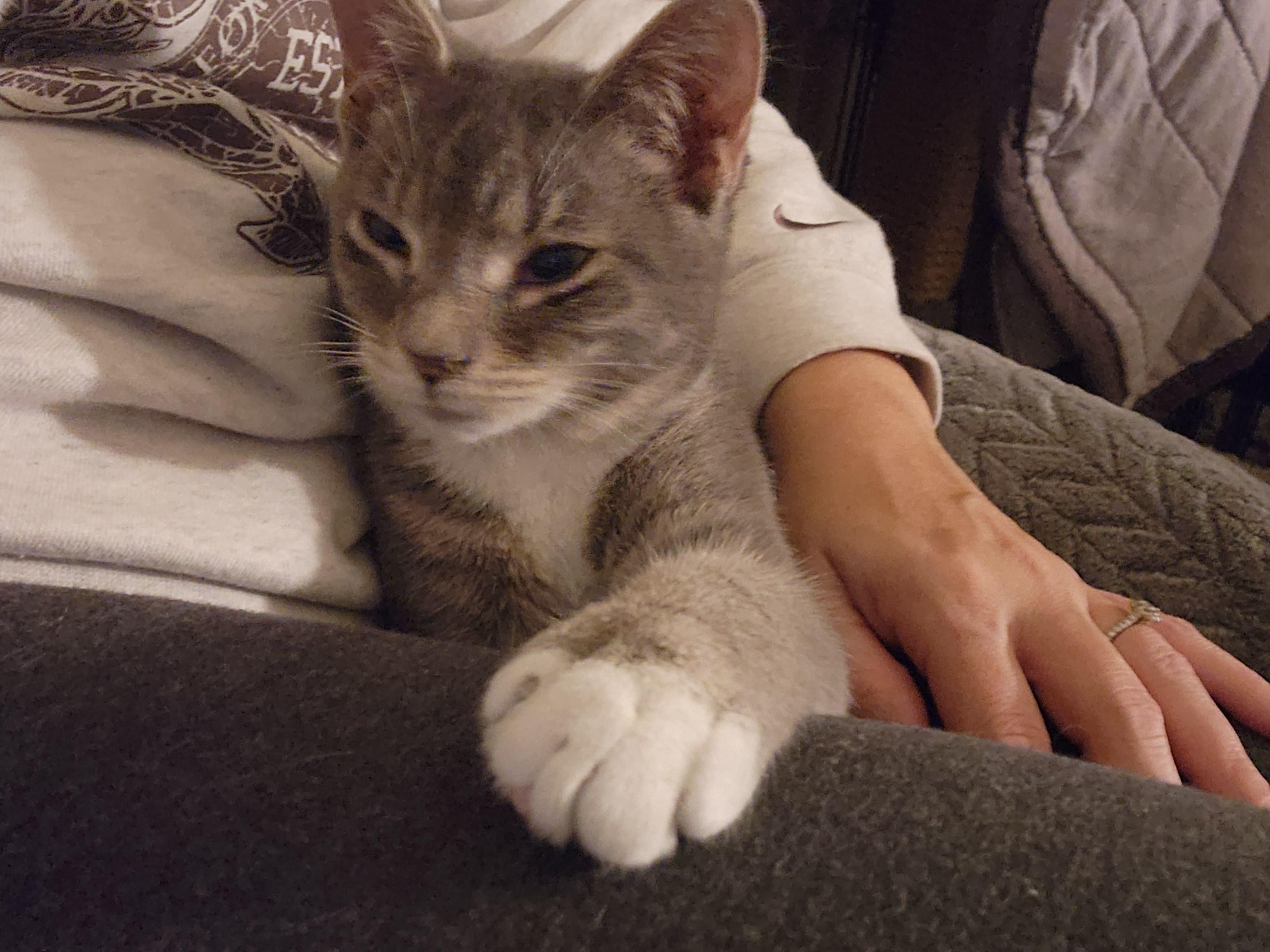 Enlarge Willow, an adopted Domestic Short Hair in Racine, WI image 1/6