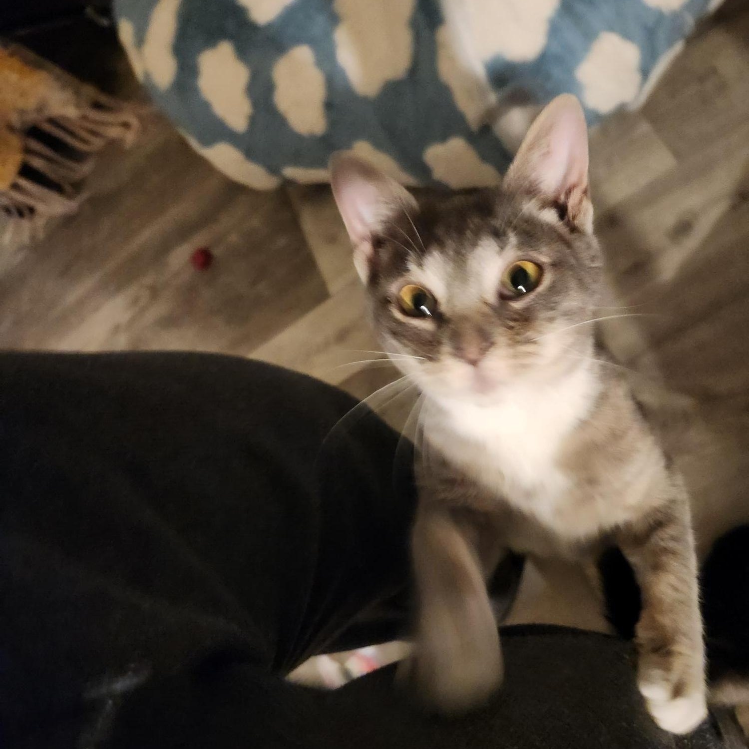 Enlarge Willow, an adopted Domestic Short Hair in Racine, WI image 6/6