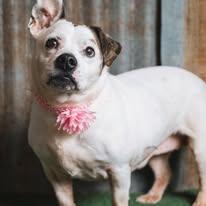 MJ, Adoptable, Senior Female Bulldog.