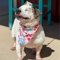 Enlarge MJ, a Adoptable mixed breed in Lubbock, TX image 3/6