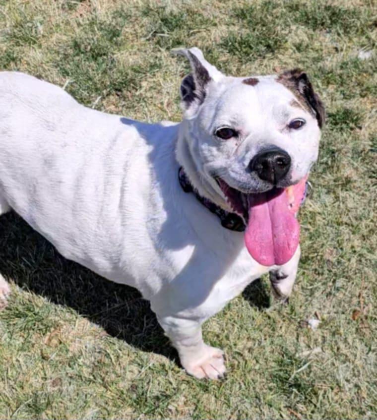 Enlarge MJ, a Adoptable mixed breed in Lubbock, TX image 6/6