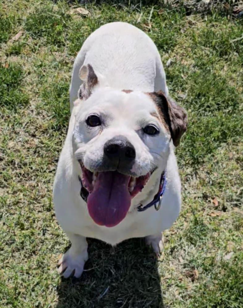 Enlarge MJ, a Adoptable mixed breed in Lubbock, TX image 5/6