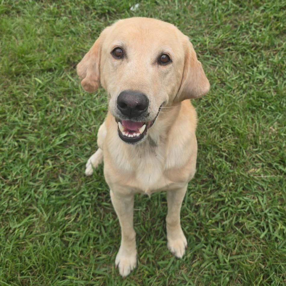 Enlarge Pugsley, a Adoptable Yellow Labrador Retriever in Elizabeth City, NC image 2/2