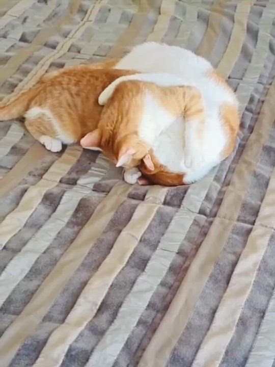 Enlarge Floki, the Kindest and Goofiest Boy, a Adoptable mixed breed in Somerset, NJ video 6/6