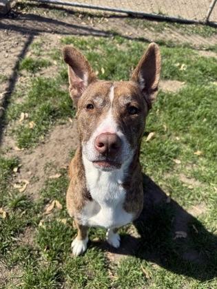 Enlarge Nova Rose, a Adoptable mixed breed in St. Anne, IL image 1/1