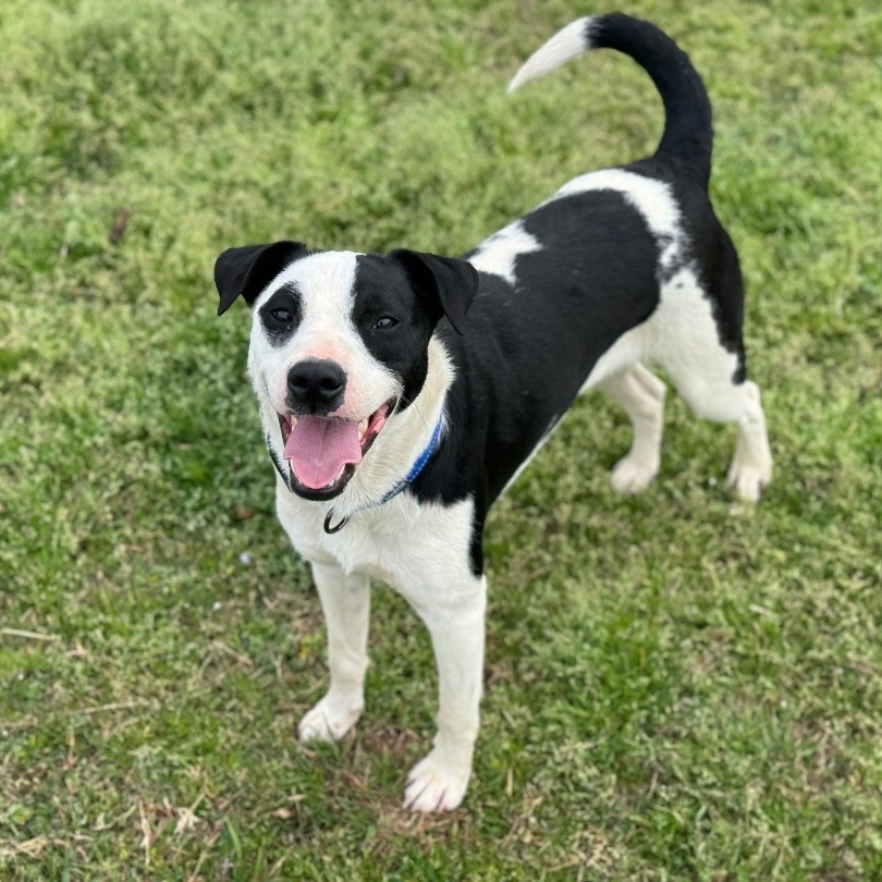 Enlarge Memphis *URGENT*, a Adoptable mixed breed in Conway, AR image 3/5