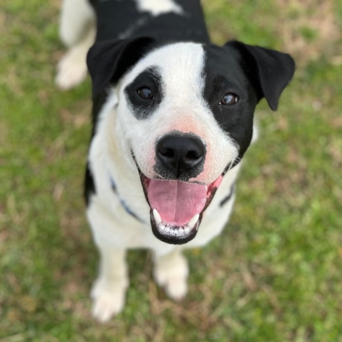 Enlarge Memphis *URGENT*, a Adoptable mixed breed in Conway, AR image 2/5