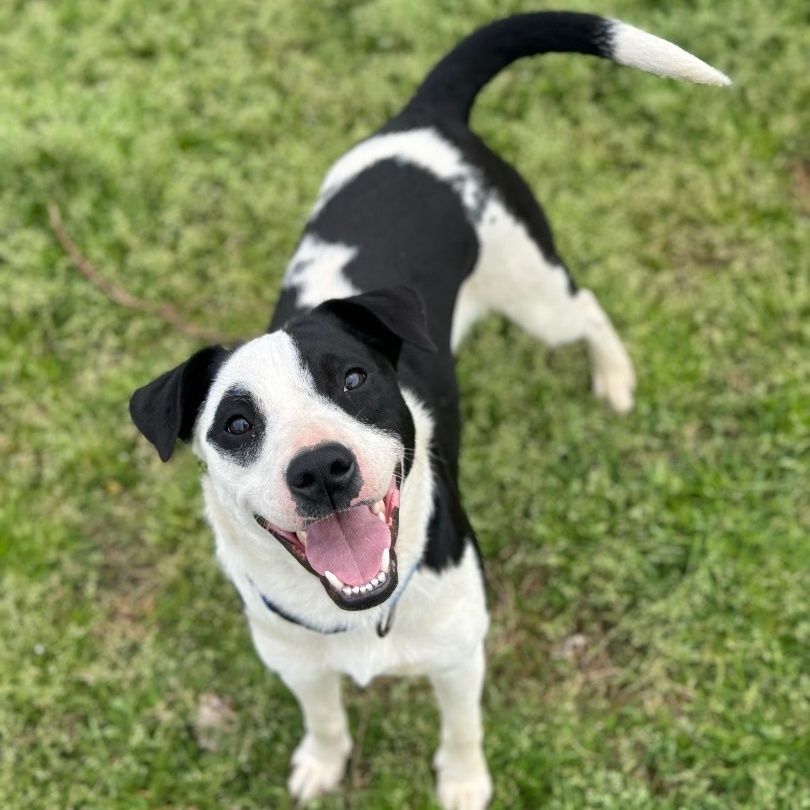 Enlarge Memphis *URGENT*, a Adoptable mixed breed in Conway, AR image 5/5