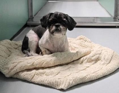 Niko, Adoptable, Adult Male Shih Tzu.
