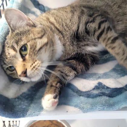 Moki (spayed), adopted, Adult Female American Shorthair.