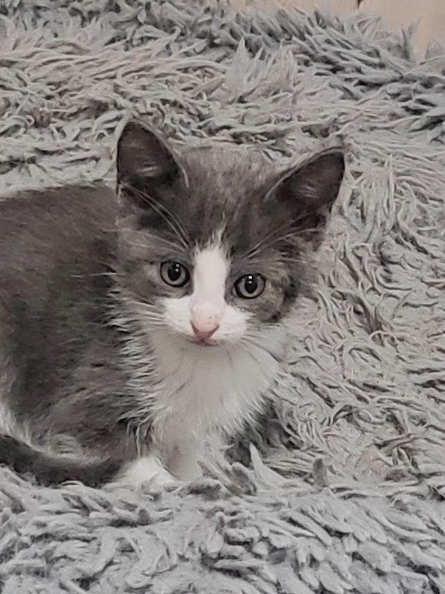 Enlarge Oscar, an adopted Domestic Short Hair in Minneapolis, MN image 4/6