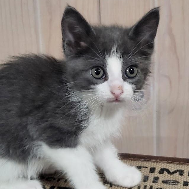 Oscar, adopted, Kitten Male Domestic Short Hair.