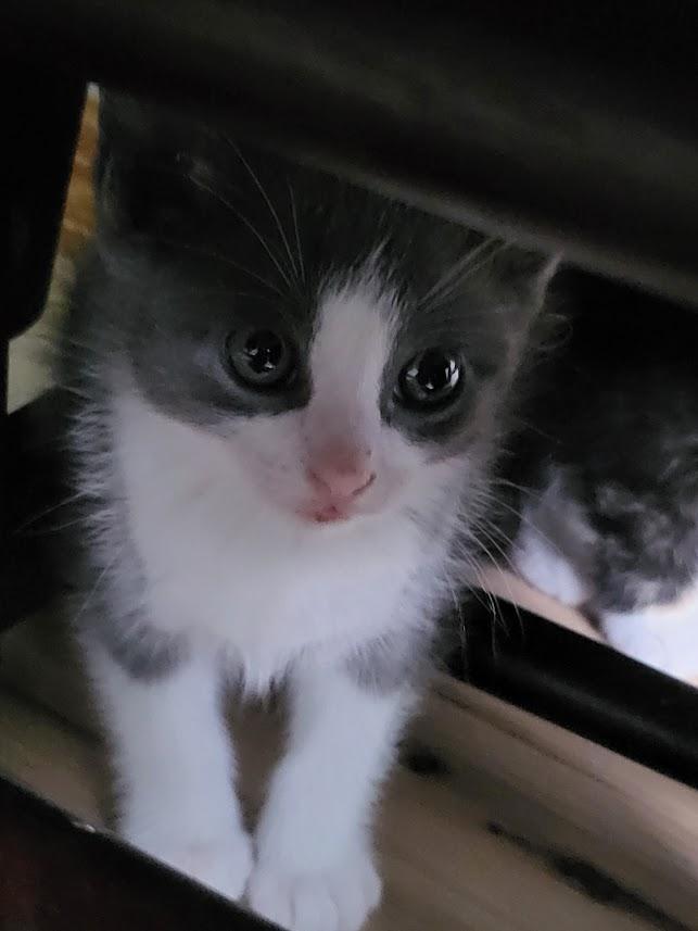 Enlarge Oscar, an adopted Domestic Short Hair in Minneapolis, MN image 6/6