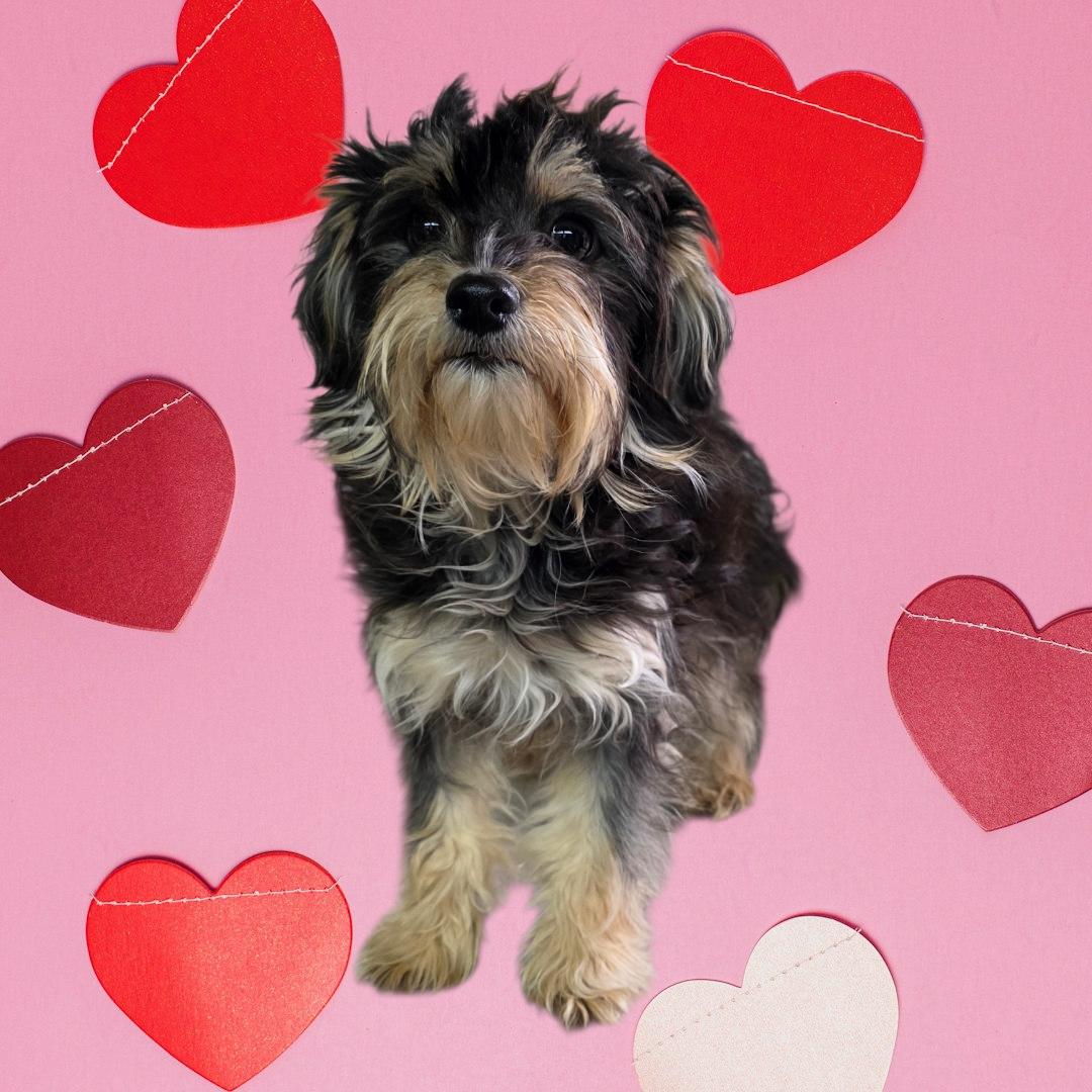 Chi-Poo Puppy #1 - PENDING, ADOPTABLE, Puppy Female Chihuahua & Miniature Poodle.