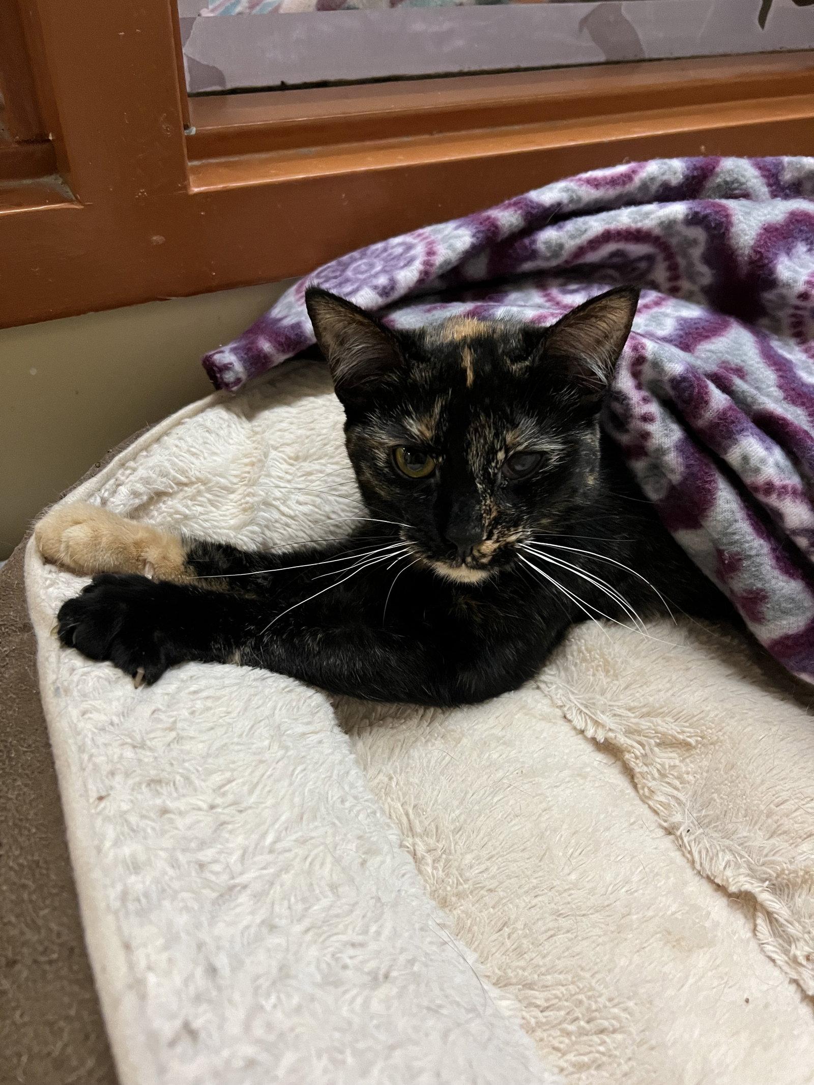 Enlarge Moxie, a Adoptable Domestic Short Hair in Blasdell, NY image 1/1