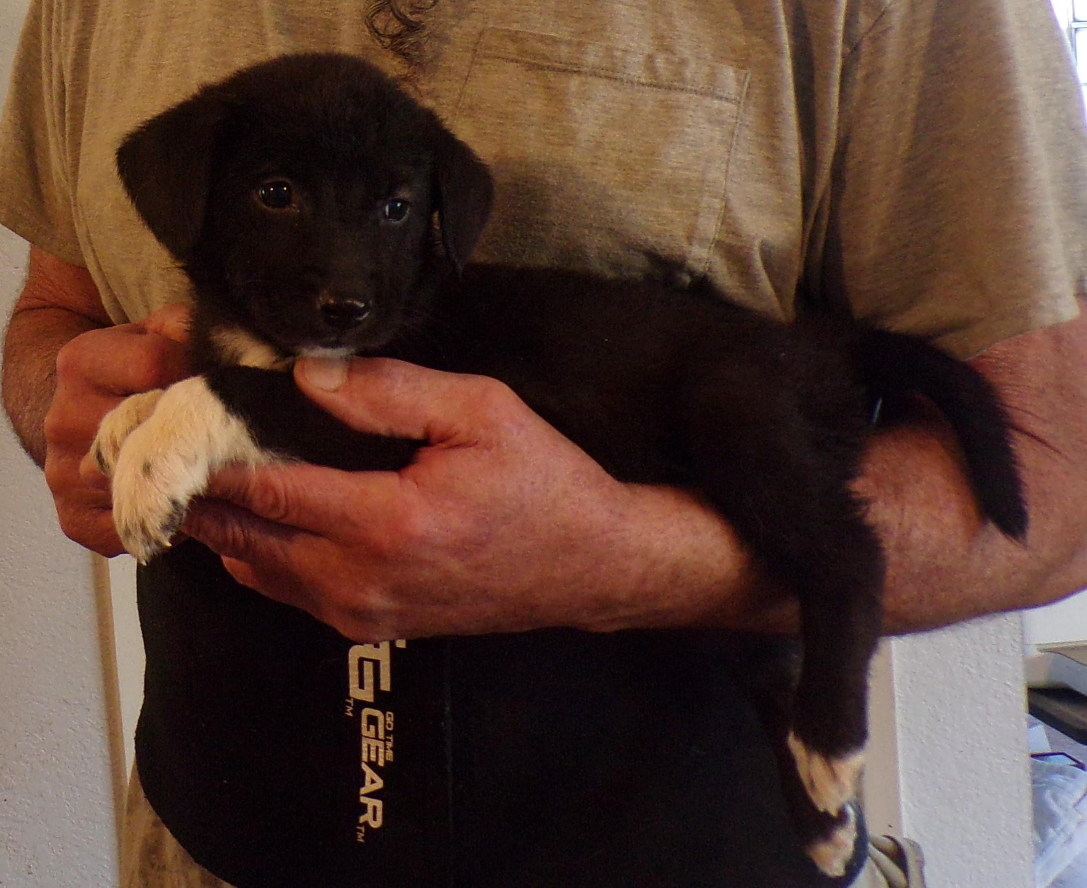 Enlarge STEFANI, a ADOPTABLE mixed breed in Corona, CA image 2/3