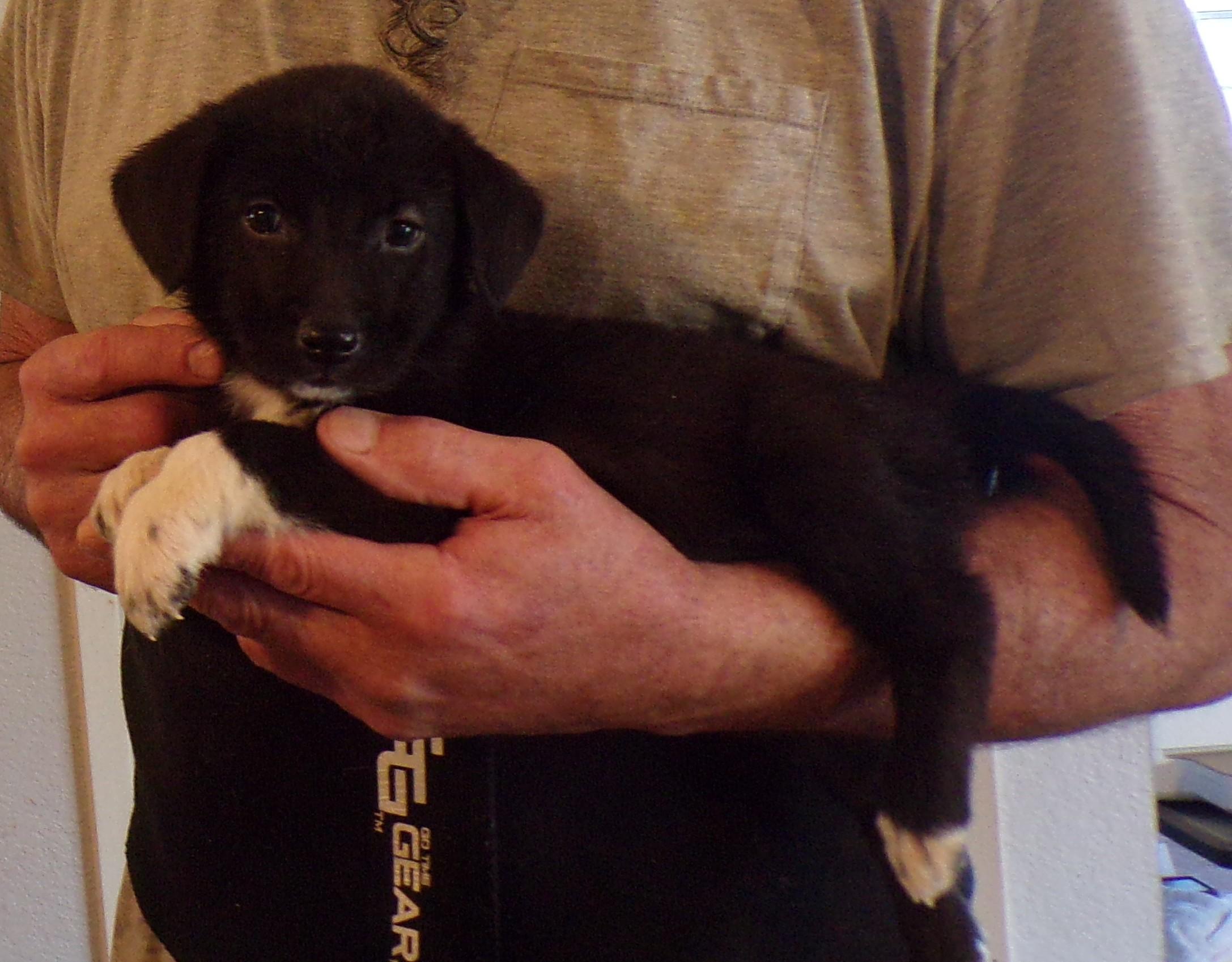 Enlarge STEFANI, a ADOPTABLE mixed breed in Corona, CA image 3/3