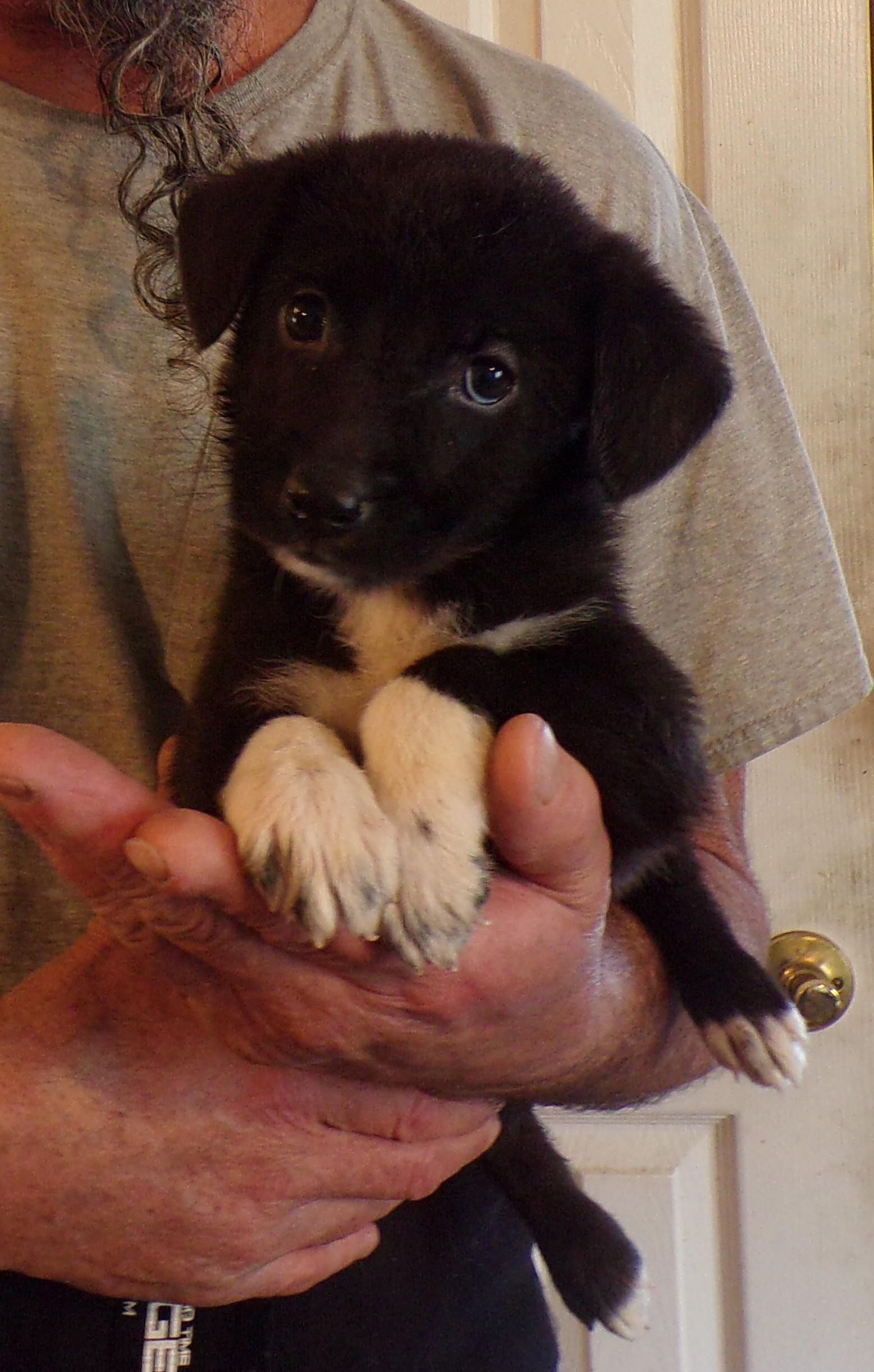 STEFANI, ADOPTABLE, Puppy Female Labrador Retriever & German Shepherd Dog.