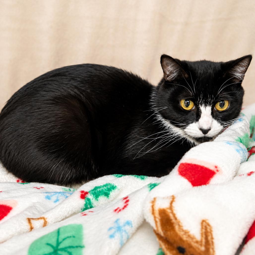 Enlarge Pebbles, a Adoptable Domestic Short Hair in Hopkinton, MA image 1/1