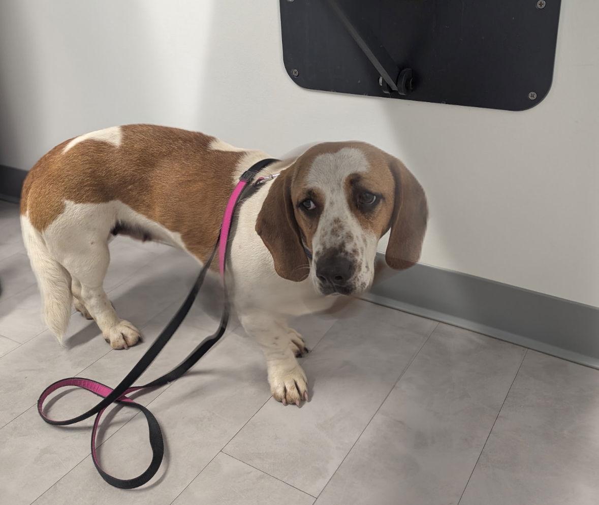 Joan, Adopted, Adult Female Basset Hound & Beagle.