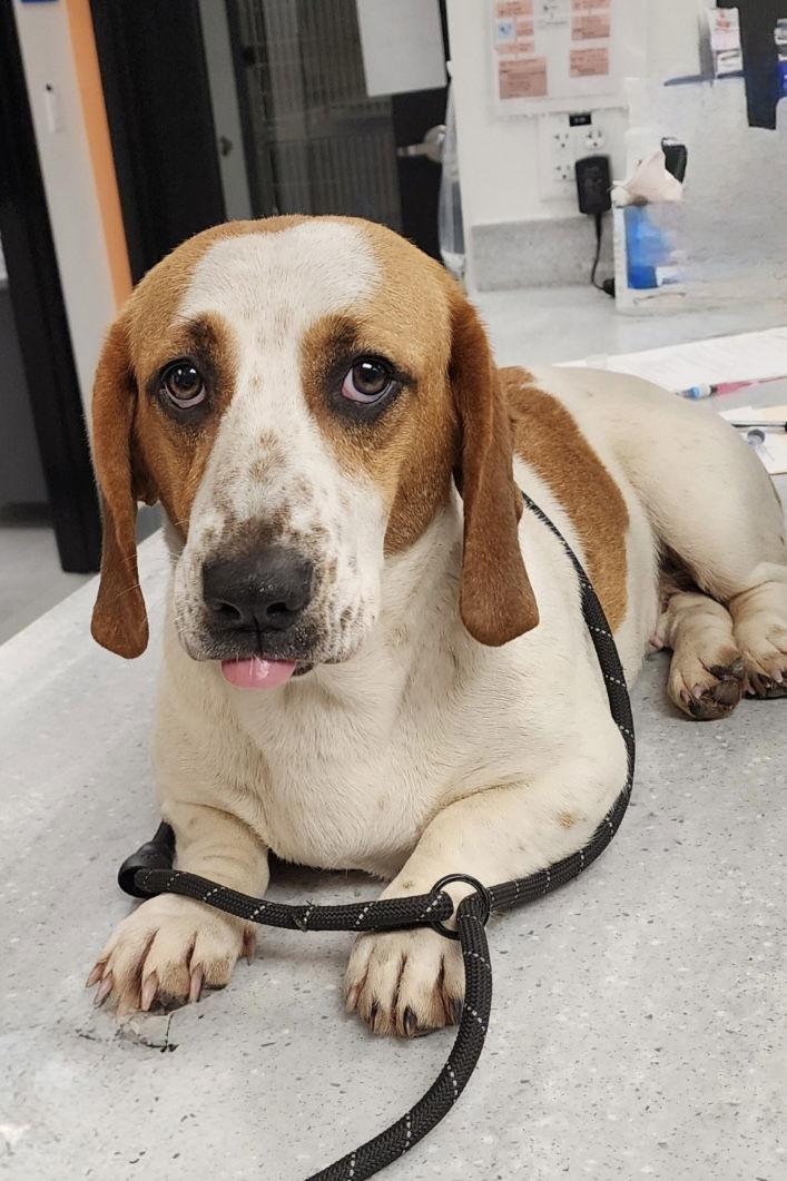 Enlarge Joan, a Adopted mixed breed in Brookville, OH image 2/3