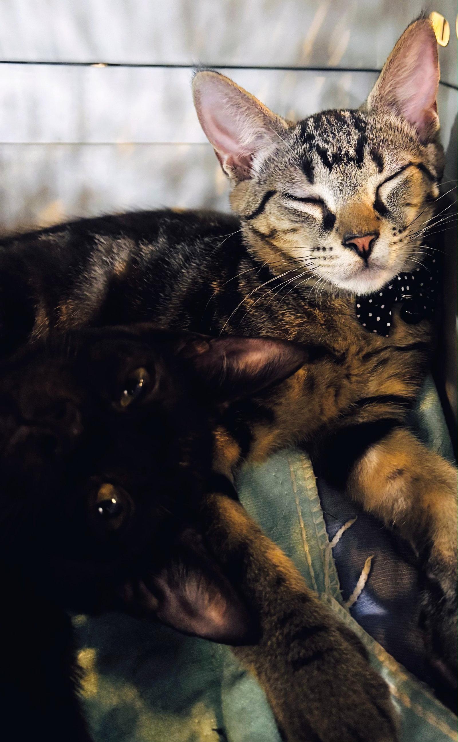 Enlarge Nyx (mom cat), a Adoptable Domestic Short Hair in Allentown, PA image 3/3