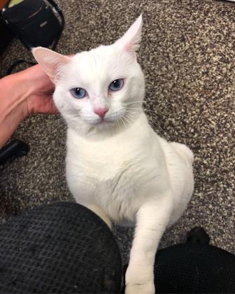 Devlin, ADOPTABLE, Senior Female Domestic Short Hair.