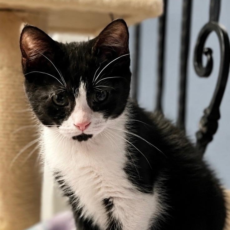 Percy, a ADOPTABLE Domestic Short Hair in Haddon Heights, NJ image 2/3