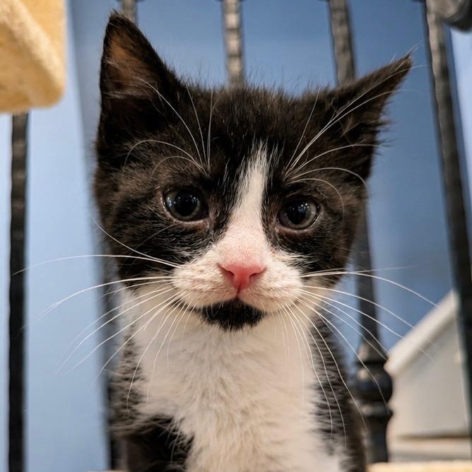 Percy, ADOPTABLE, Kitten Male Domestic Short Hair.