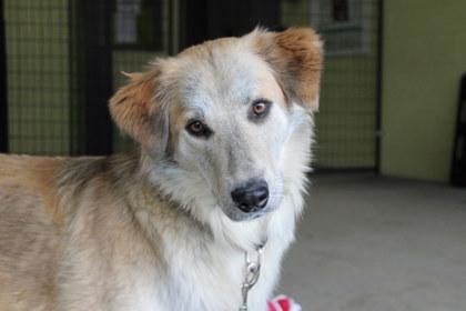 Enlarge Poppy, a Adoptable mixed breed in Kansas City, MO image 1/3