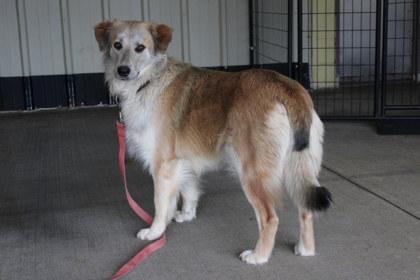 Enlarge Poppy, a Adoptable mixed breed in Kansas City, MO image 2/3