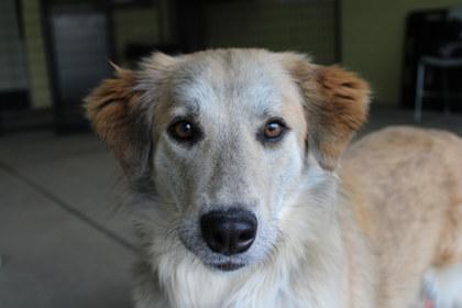 Enlarge Poppy, a Adoptable mixed breed in Kansas City, MO image 3/3