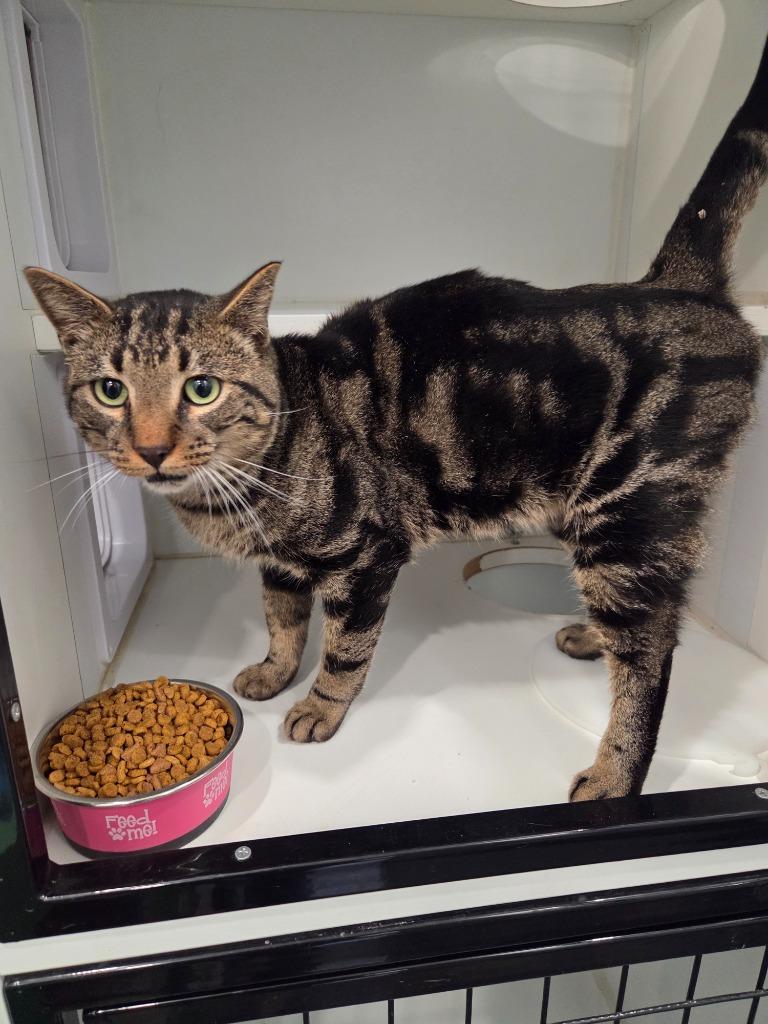 Enlarge Rascal, a Adoptable mixed breed in Lunenburg, VT image 1/2