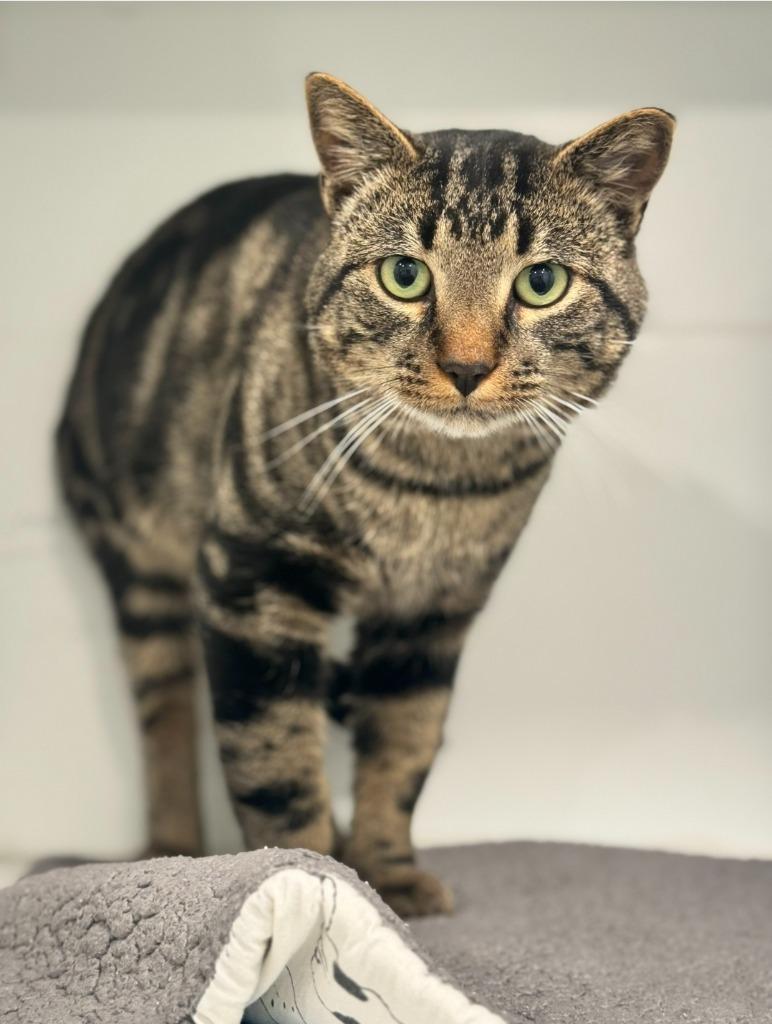 Rascal, Adoptable, Young Male Domestic Short Hair.