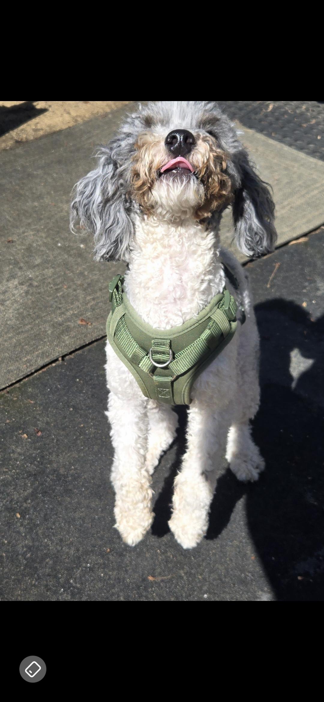 Enlarge Jacks, an adopted mixed breed in New York, NY image 4/5