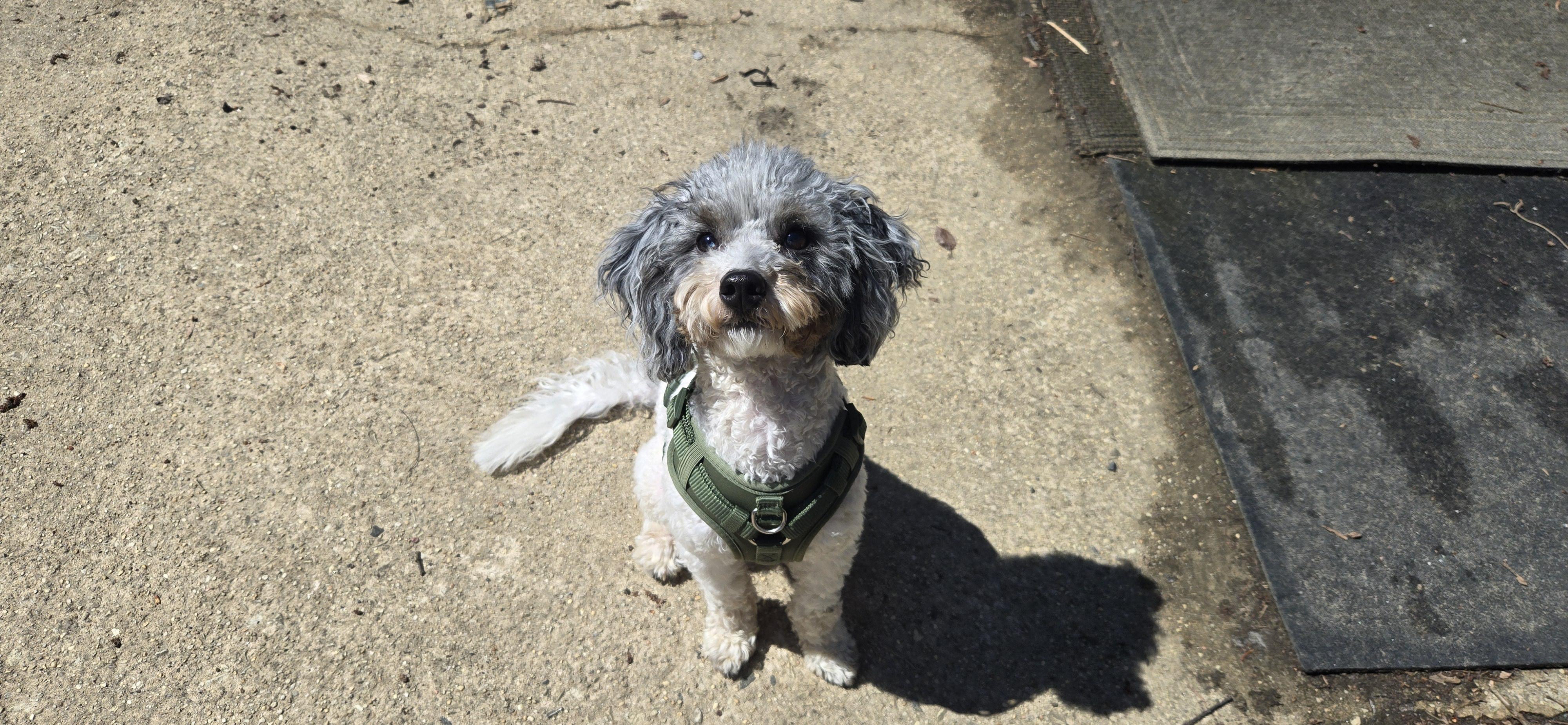 Enlarge Jacks, an adopted mixed breed in New York, NY image 5/5