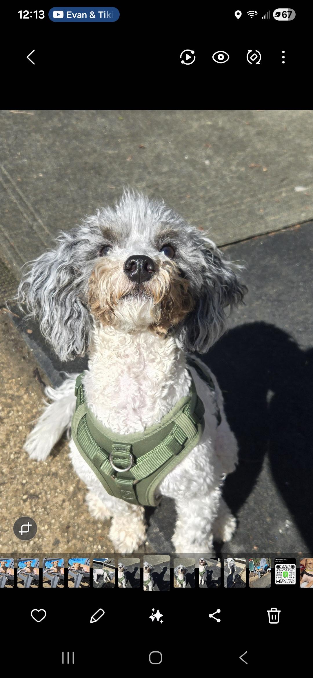 Jacks, adopted, Young Male Poodle.