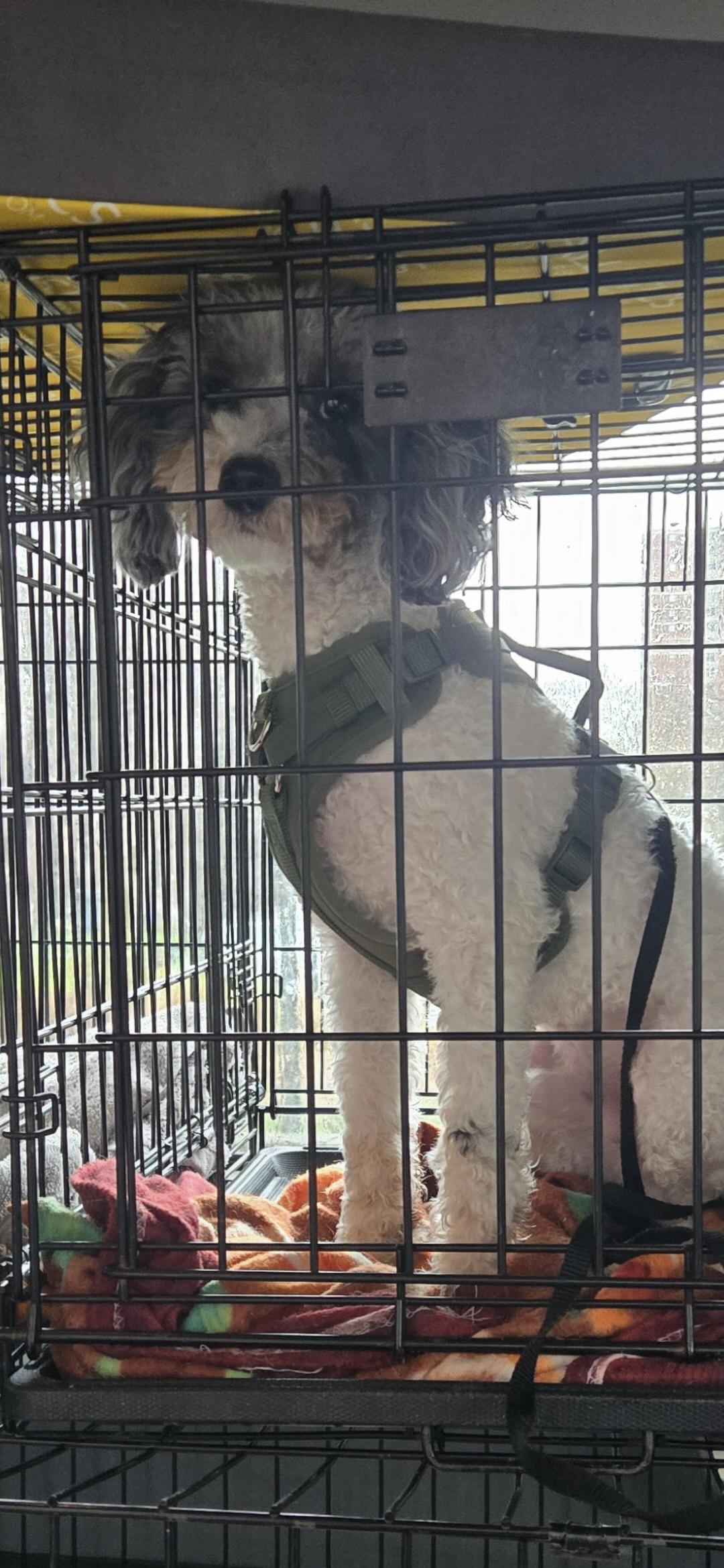 Enlarge Jacks, an adopted mixed breed in New York, NY image 2/5