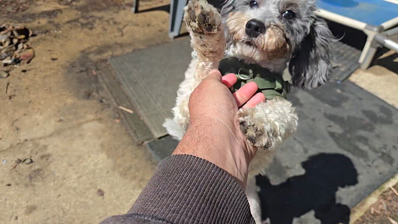 Enlarge Jacks, an adopted mixed breed in New York, NY video 3/5