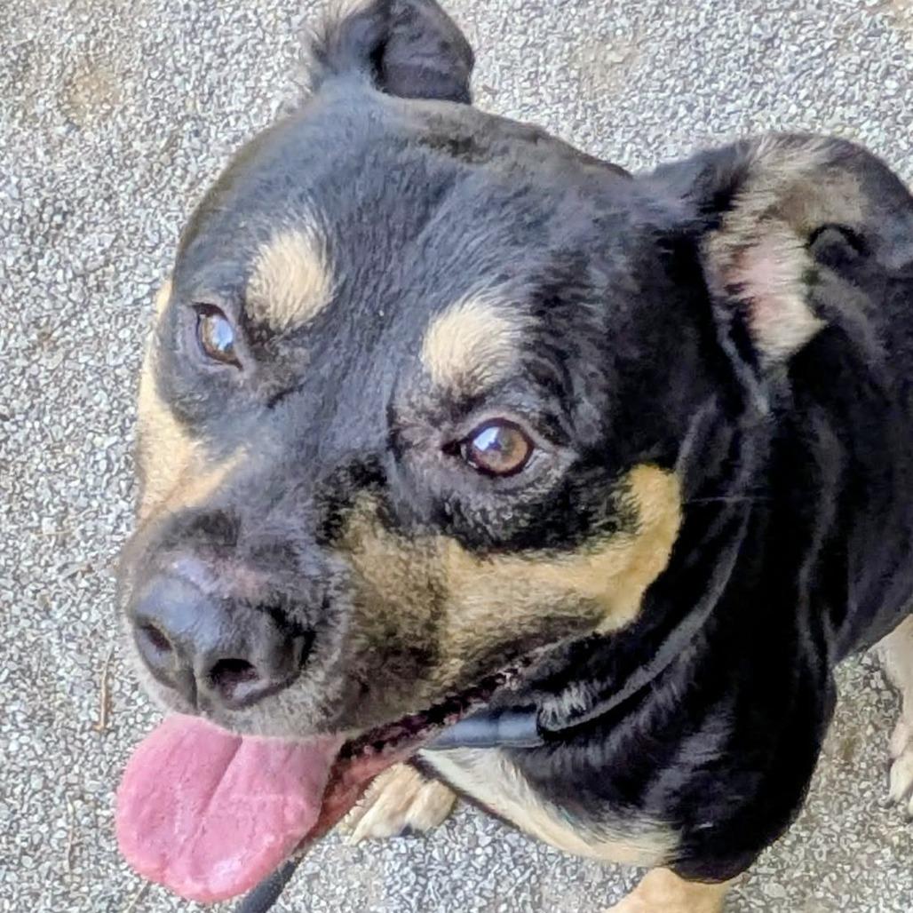 Starburst, Adoptable, Adult Male Mixed Breed.