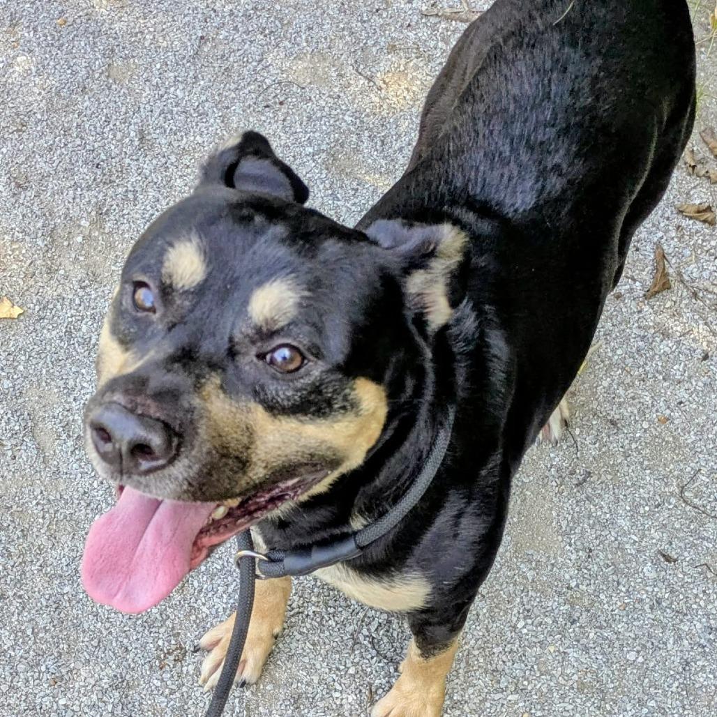 Enlarge Starburst, a Adoptable Mixed Breed in Jeffersonville, IN image 2/2
