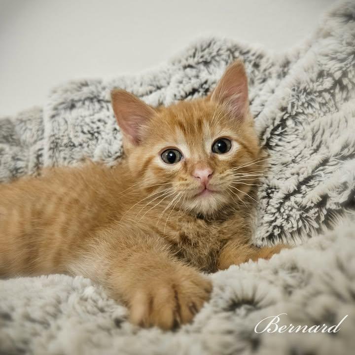 Bernard, ADOPTABLE, Kitten Male Domestic Short Hair.